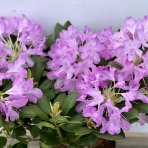 Rododendron hybridný (Rhododendron hybridum) ´ROSEUM ELEGANS´ - výška 30-50 cm, kont. C4L